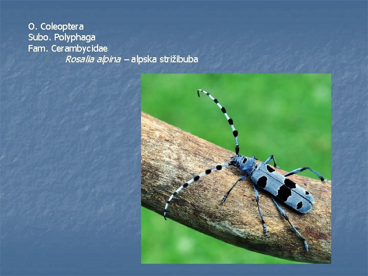 O. Coleoptera Subo. Polyphaga Fam. Cerambycidae Rosalia alpina – alpska strižibuba 