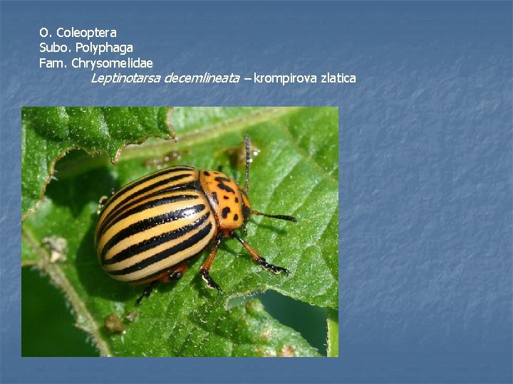 O. Coleoptera Subo. Polyphaga Fam. Chrysomelidae Leptinotarsa decemlineata – krompirova zlatica 