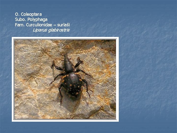 O. Coleoptera Subo. Polyphaga Fam. Curculionidae – surlaši Liparus glabirostris 