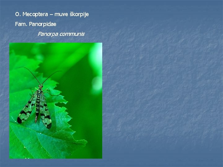 O. Mecoptera – muve škorpije Fam. Panorpidae Panorpa communis 