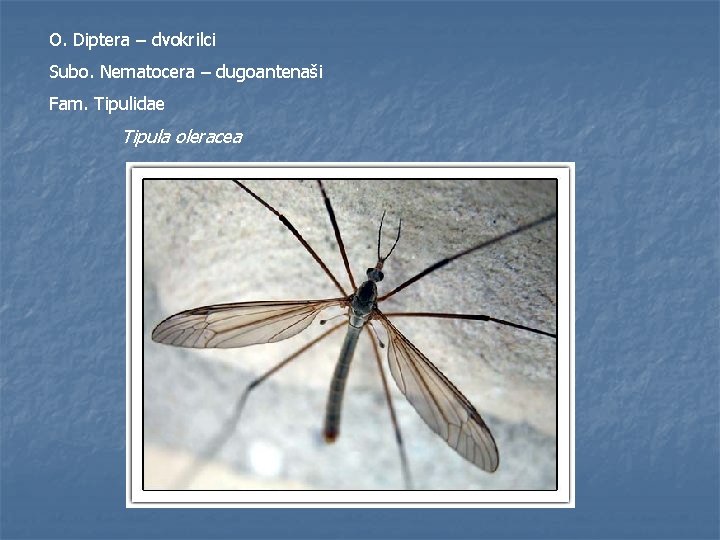 O. Diptera – dvokrilci Subo. Nematocera – dugoantenaši Fam. Tipulidae Tipula oleracea 