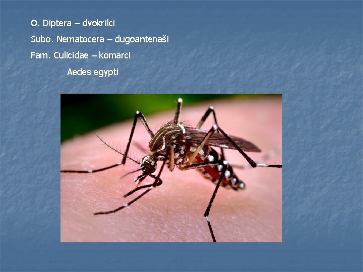 O. Diptera – dvokrilci Subo. Nematocera – dugoantenaši Fam. Culicidae – komarci Aedes egypti