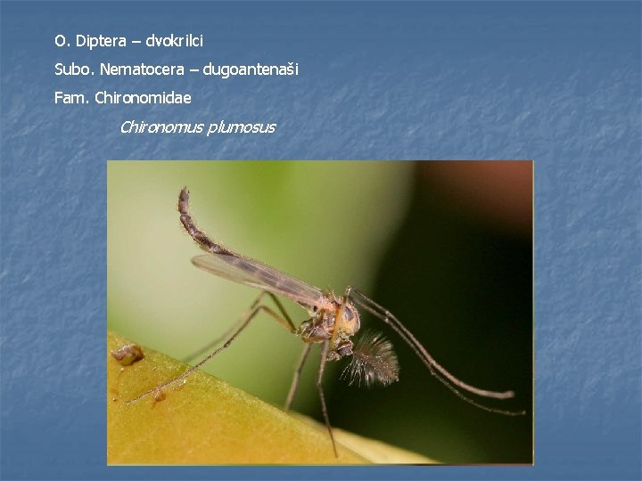 O. Diptera – dvokrilci Subo. Nematocera – dugoantenaši Fam. Chironomidae Chironomus plumosus 