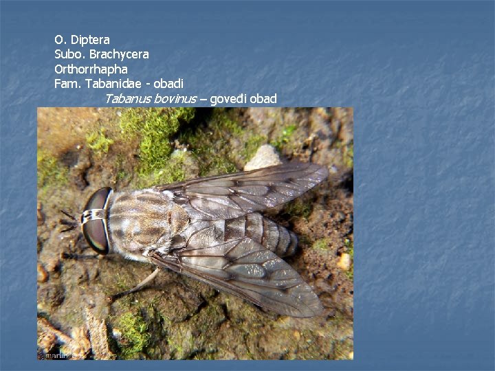 O. Diptera Subo. Brachycera Orthorrhapha Fam. Tabanidae - obadi Tabanus bovinus – goveđi obad