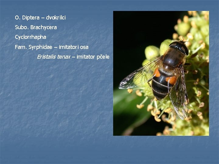 O. Diptera – dvokrilci Subo. Brachycera Cyclorrhapha Fam. Syrphidae – imitatori osa Eristalis tenax