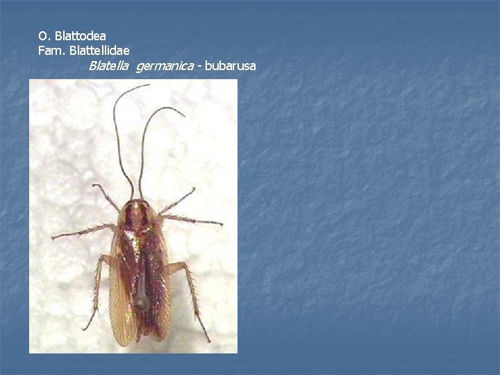 O. Blattodea Fam. Blattellidae Blatella germanica - bubarusa 