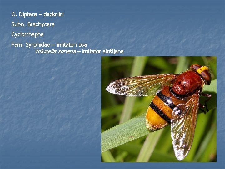 O. Diptera – dvokrilci Subo. Brachycera Cyclorrhapha Fam. Syrphidae – imitatori osa Volucella zonaria