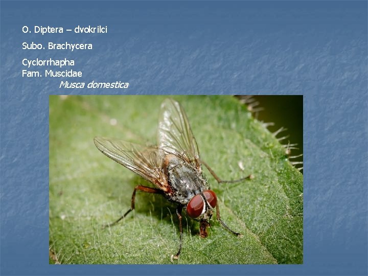 O. Diptera – dvokrilci Subo. Brachycera Cyclorrhapha Fam. Muscidae Musca domestica 