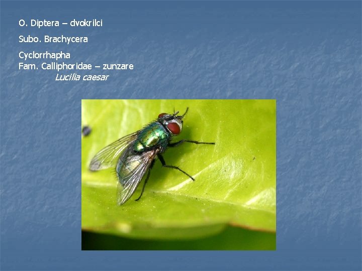O. Diptera – dvokrilci Subo. Brachycera Cyclorrhapha Fam. Calliphoridae – zunzare Lucilia caesar 