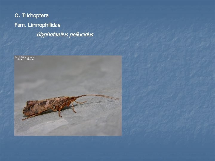 O. Trichoptera Fam. Limnophilidae Glyphotaelius pellucidus 
