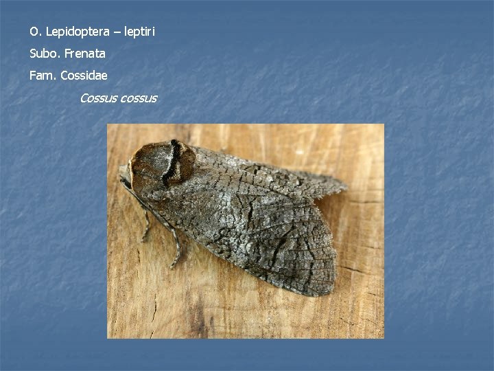 O. Lepidoptera – leptiri Subo. Frenata Fam. Cossidae Cossus cossus 
