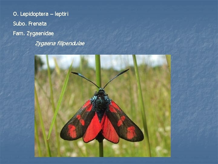 O. Lepidoptera – leptiri Subo. Frenata Fam. Zygaenidae Zygaena filipendulae 