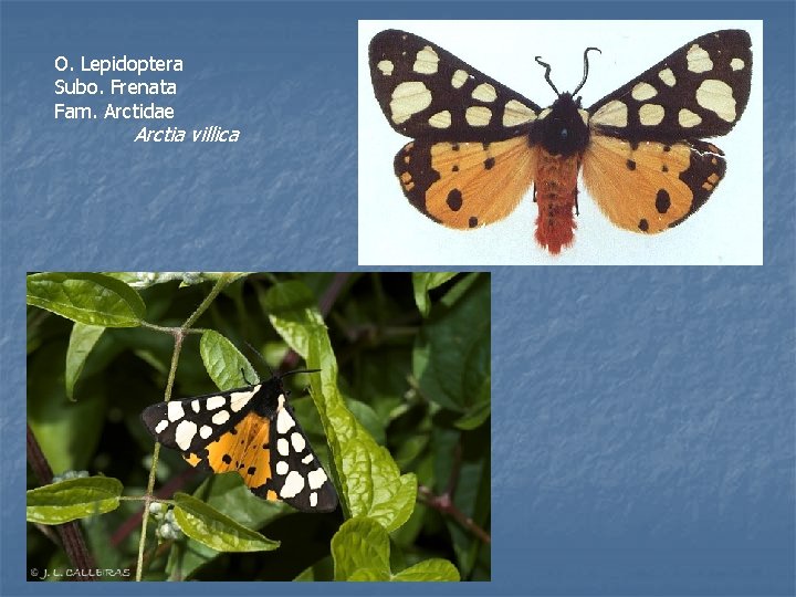 O. Lepidoptera Subo. Frenata Fam. Arctidae Arctia villica 