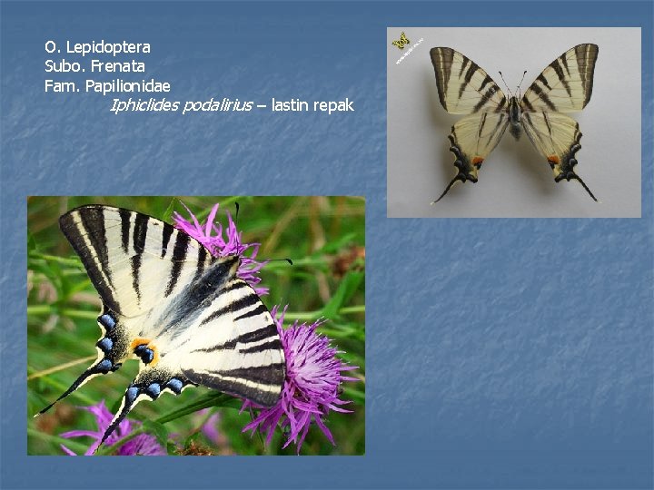 O. Lepidoptera Subo. Frenata Fam. Papilionidae Iphiclides podalirius – lastin repak 