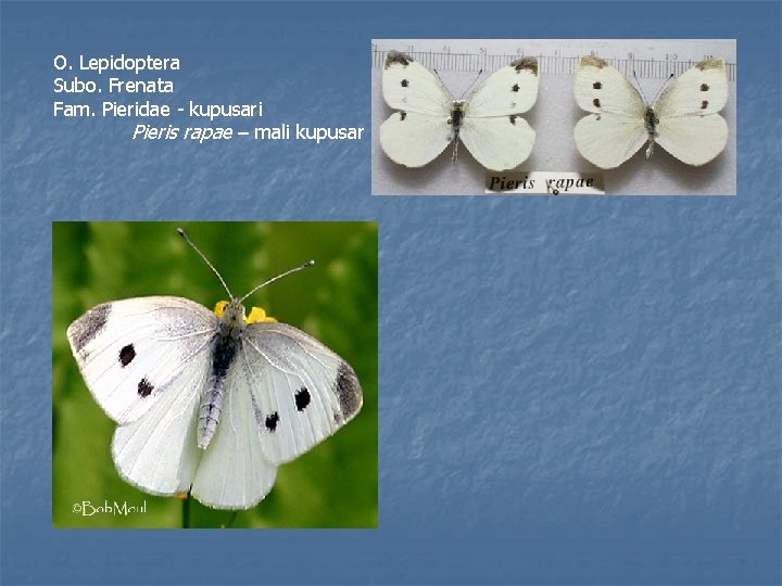 O. Lepidoptera Subo. Frenata Fam. Pieridae - kupusari Pieris rapae – mali kupusar 