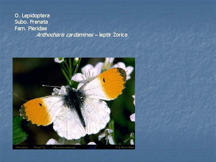 O. Lepidoptera Subo. Frenata Fam. Pieridae Anthocharis cardamines – leptir Zorica 
