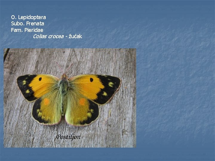 O. Lepidoptera Subo. Frenata Fam. Pieridae Colias crocea - žućak 