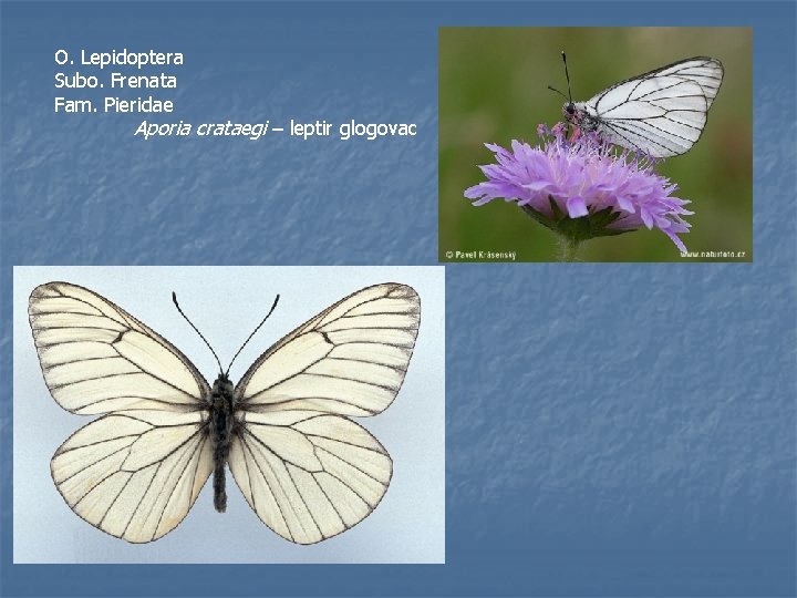 O. Lepidoptera Subo. Frenata Fam. Pieridae Aporia crataegi – leptir glogovac 