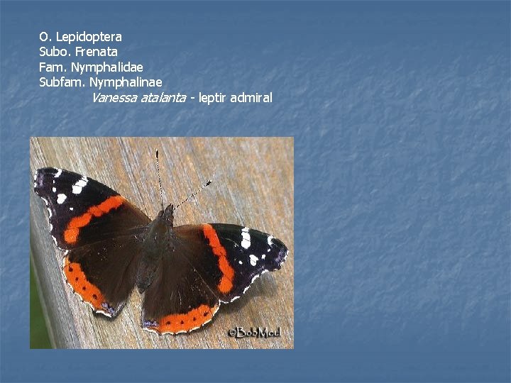 O. Lepidoptera Subo. Frenata Fam. Nymphalidae Subfam. Nymphalinae Vanessa atalanta - leptir admiral 