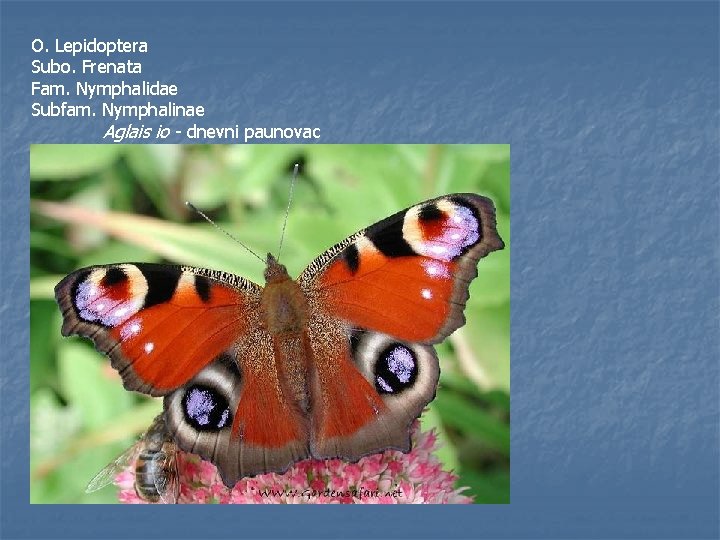 O. Lepidoptera Subo. Frenata Fam. Nymphalidae Subfam. Nymphalinae Aglais io - dnevni paunovac 