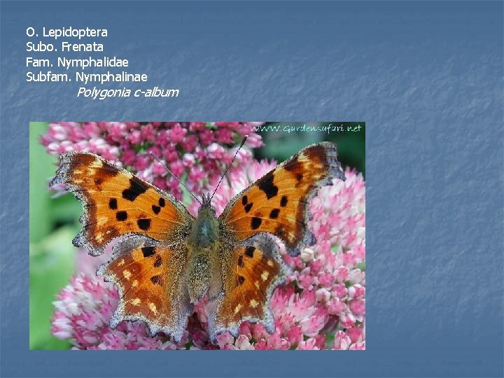 O. Lepidoptera Subo. Frenata Fam. Nymphalidae Subfam. Nymphalinae Polygonia c-album 