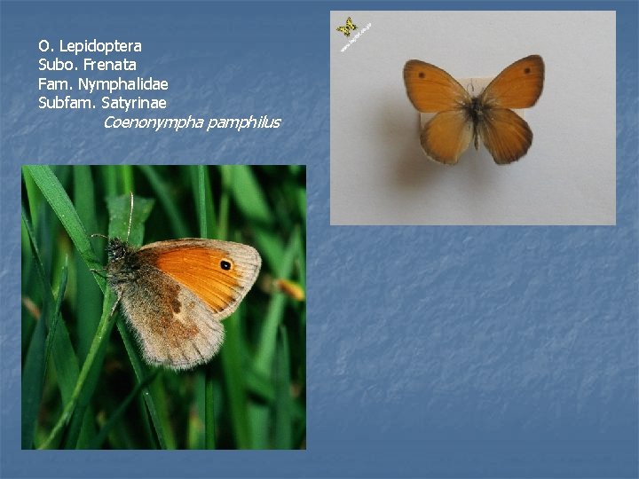 O. Lepidoptera Subo. Frenata Fam. Nymphalidae Subfam. Satyrinae Coenonympha pamphilus 
