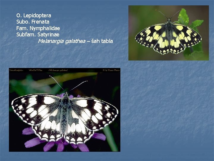 O. Lepidoptera Subo. Frenata Fam. Nymphalidae Subfam. Satyrinae Melanargia galathea – šah tabla 