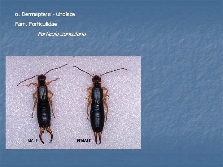 o. Dermaptera - uholaže Fam. Forficulidae Forficula auricularia 