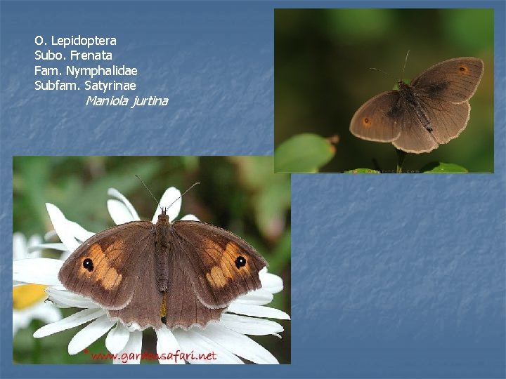 O. Lepidoptera Subo. Frenata Fam. Nymphalidae Subfam. Satyrinae Maniola jurtina 
