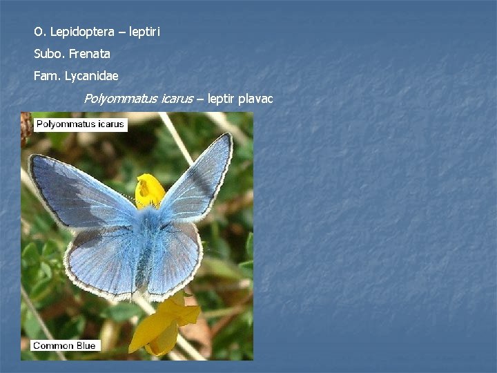 O. Lepidoptera – leptiri Subo. Frenata Fam. Lycanidae Polyommatus icarus – leptir plavac 