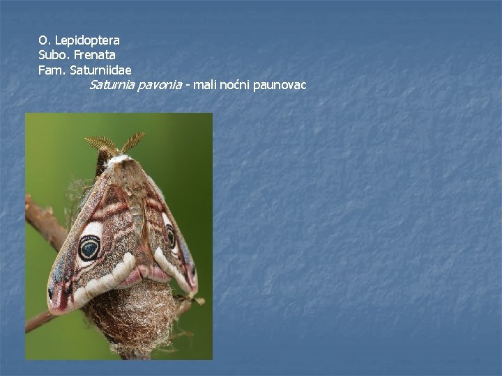 O. Lepidoptera Subo. Frenata Fam. Saturniidae Saturnia pavonia - mali noćni paunovac 