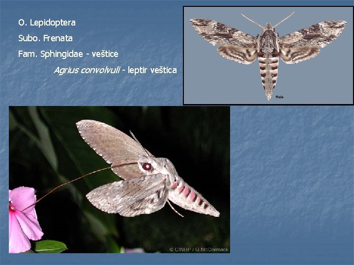 O. Lepidoptera Subo. Frenata Fam. Sphingidae - veštice Agrius convolvuli - leptir veštica 
