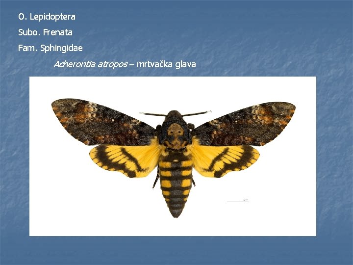 O. Lepidoptera Subo. Frenata Fam. Sphingidae Acherontia atropos – mrtvačka glava 