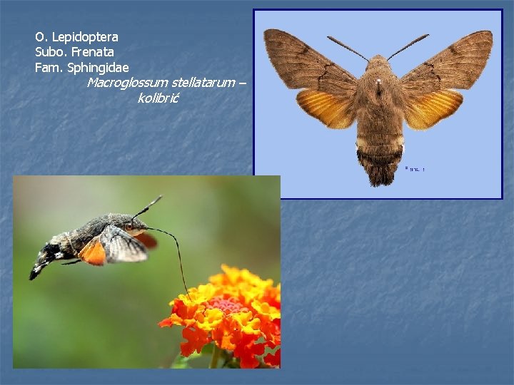 O. Lepidoptera Subo. Frenata Fam. Sphingidae Macroglossum stellatarum – kolibrić 