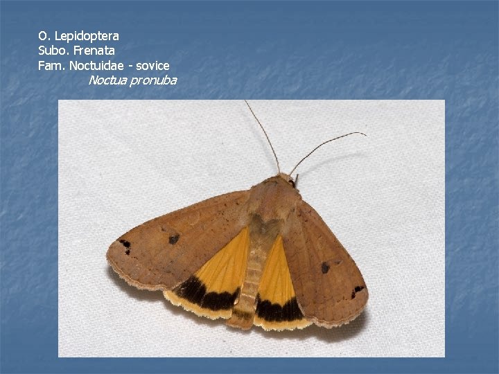 O. Lepidoptera Subo. Frenata Fam. Noctuidae - sovice Noctua pronuba 