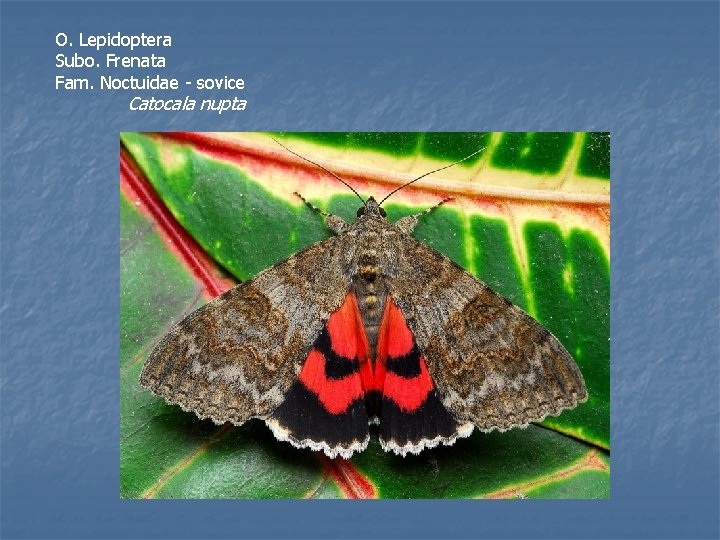 O. Lepidoptera Subo. Frenata Fam. Noctuidae - sovice Catocala nupta 