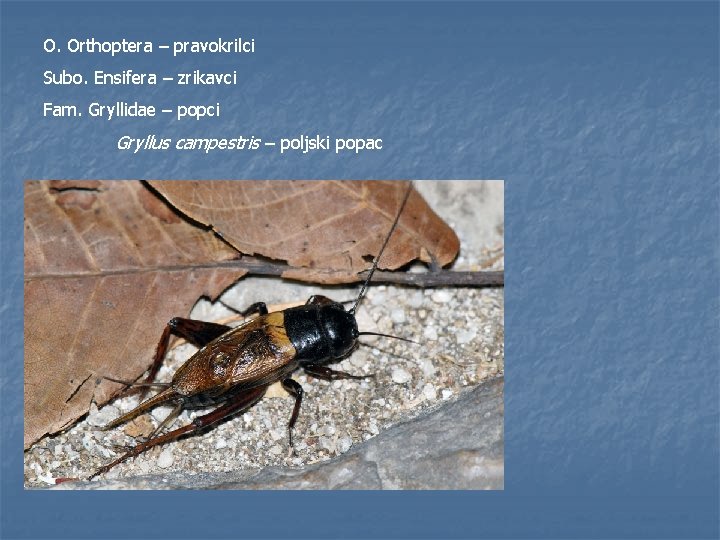 O. Orthoptera – pravokrilci Subo. Ensifera – zrikavci Fam. Gryllidae – popci Gryllus campestris