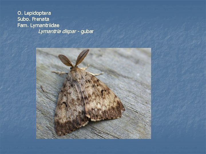 O. Lepidoptera Subo. Frenata Fam. Lymantriidae Lymantria dispar - gubar 