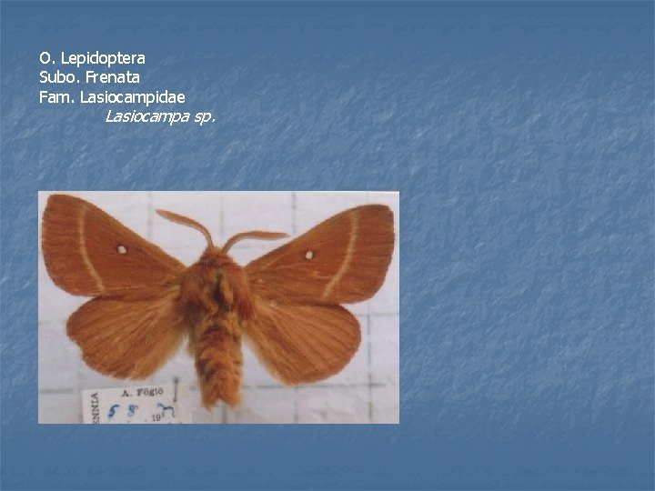 O. Lepidoptera Subo. Frenata Fam. Lasiocampidae Lasiocampa sp. 
