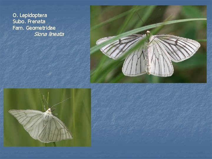 O. Lepidoptera Subo. Frenata Fam. Geometridae Siona lineata 