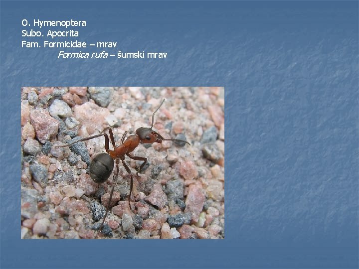 O. Hymenoptera Subo. Apocrita Fam. Formicidae – mrav Formica rufa – šumski mrav 