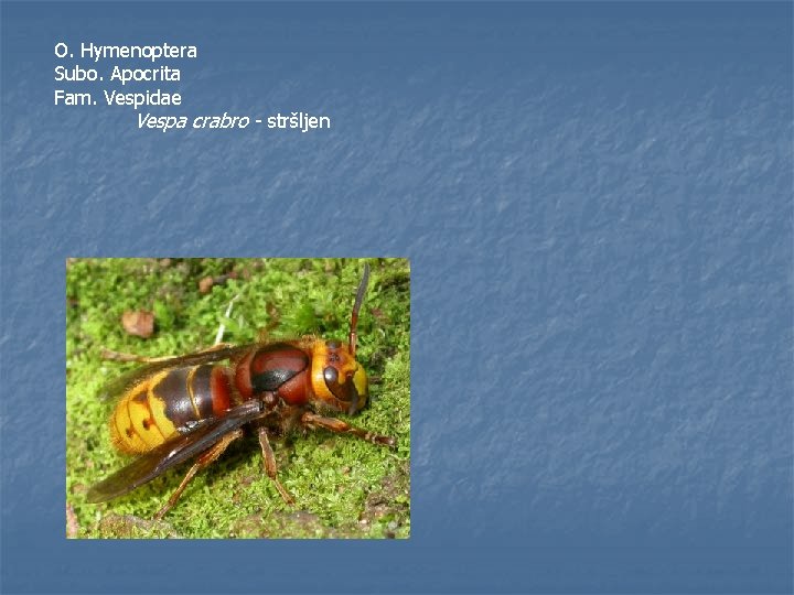 O. Hymenoptera Subo. Apocrita Fam. Vespidae Vespa crabro - stršljen 