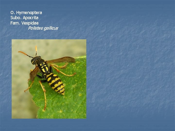 O. Hymenoptera Subo. Apocrita Fam. Vespidae Polistes gallicus 