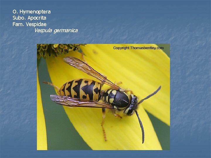 O. Hymenoptera Subo. Apocrita Fam. Vespidae Vespula germanica 