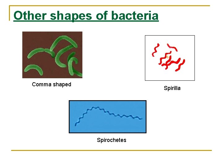 Other shapes of bacteria Comma shaped Spirilla Spirochetes 