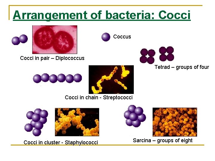 Arrangement of bacteria: Cocci Coccus Cocci in pair – Diplococcus Tetrad – groups of