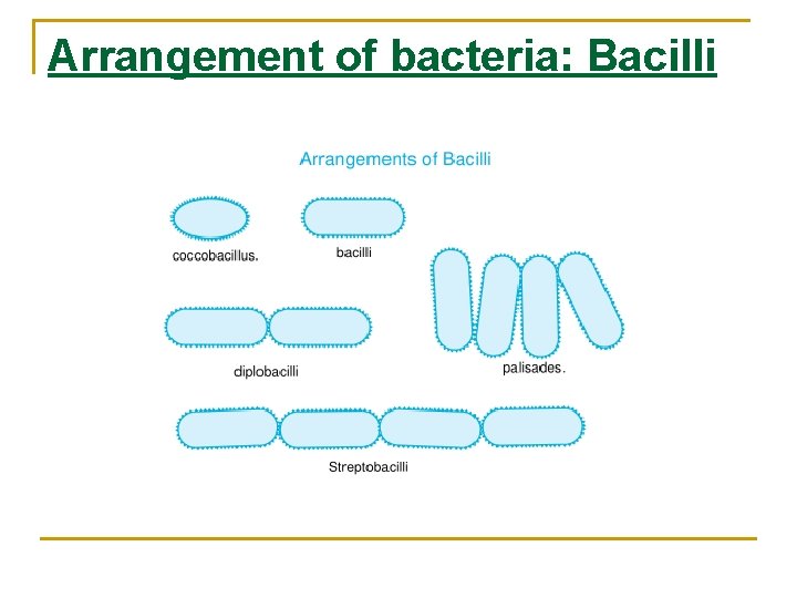 Arrangement of bacteria: Bacilli 
