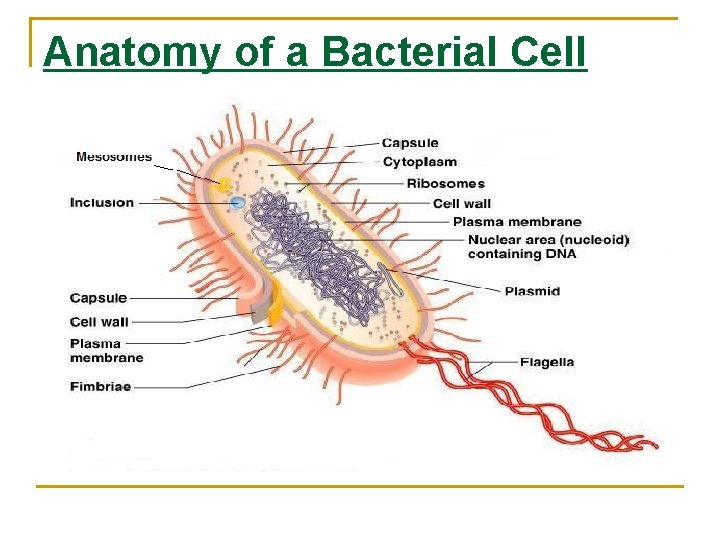 Anatomy of a Bacterial Cell 