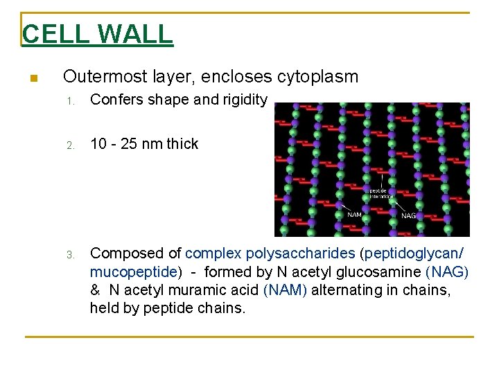 CELL WALL Outermost layer, encloses cytoplasm 1. Confers shape and rigidity 2. 10 -