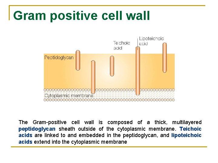 Gram positive cell wall The Gram-positive cell wall is composed of a thick, multilayered